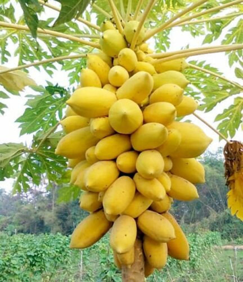 Golden Papaya Seeds - Imported from Brazil,Thailand