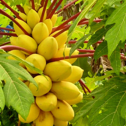 Golden Papaya Seeds - Imported from Brazil,Thailand